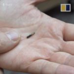 Вакцинированных от COVID-19 предлагают чипировать — сертификат вакцинации будет в чипе под кожей